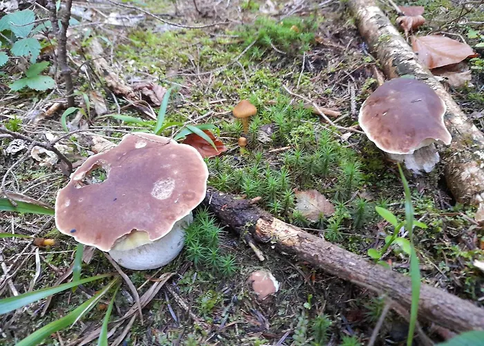 Chatka Pod Lubaniem
