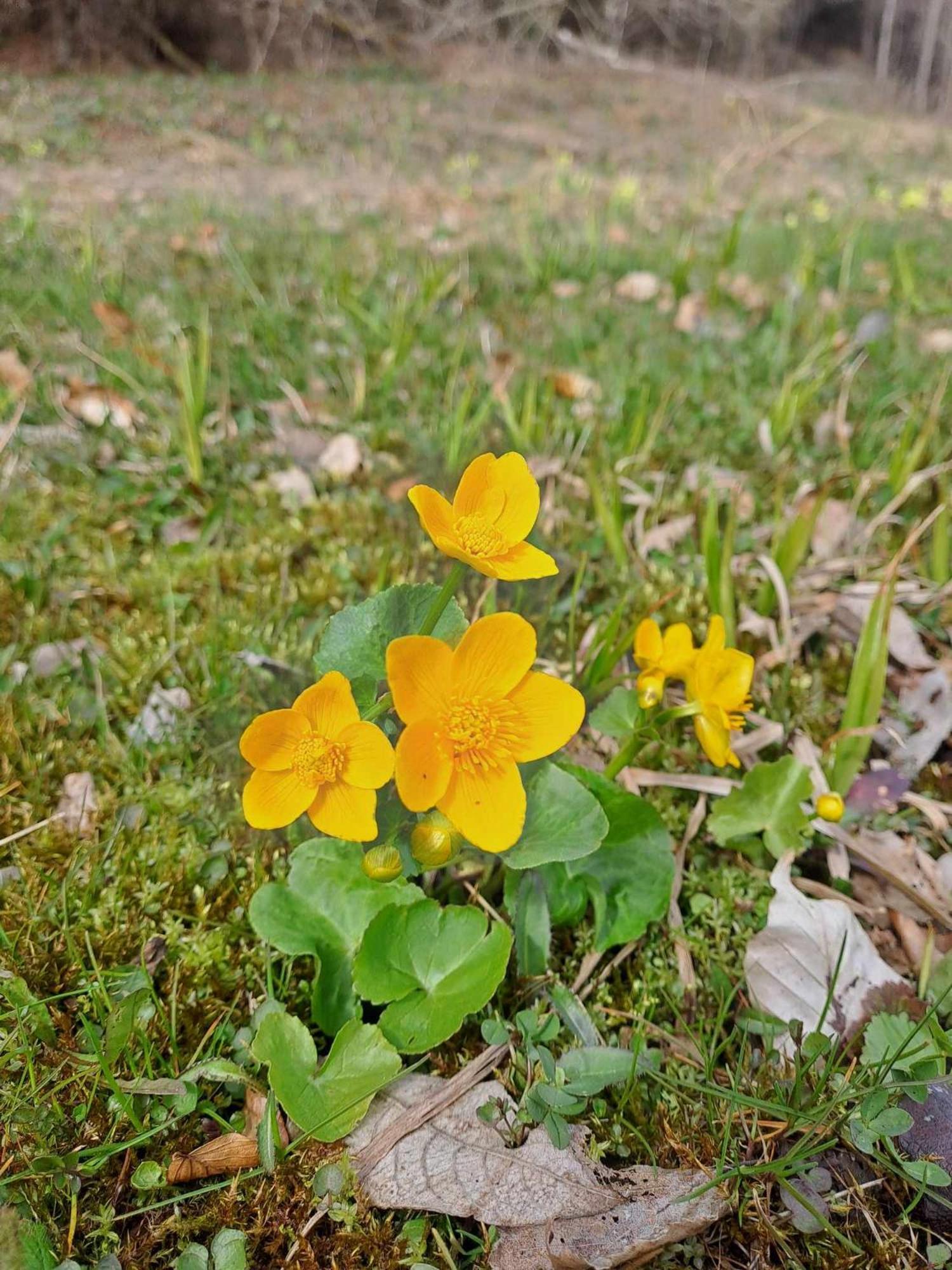 Pod Lubaniem Ochotnica Dolna